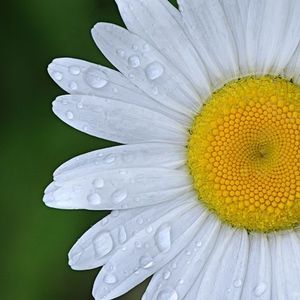 Meet your Posher, Daisy